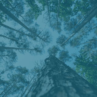 Kompetenz Prozessoptimierung Lean Management Wald